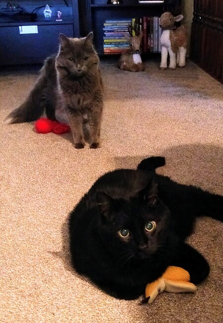 Quincy (grey) and Oliver (black)