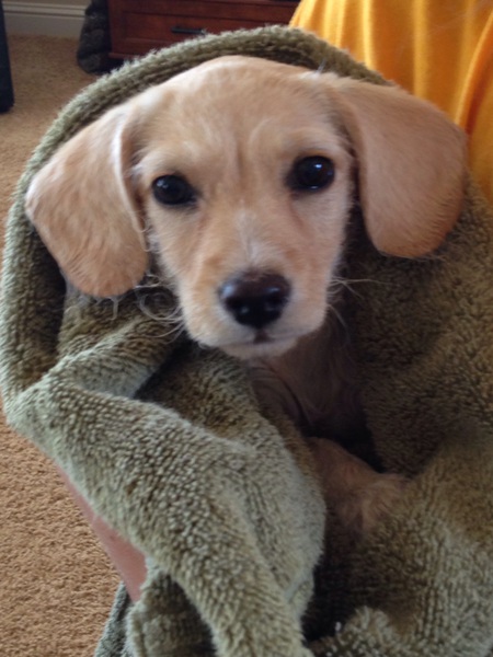Bailey