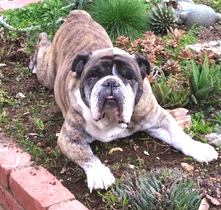 Sir Angus Maximus 