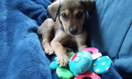 Navi