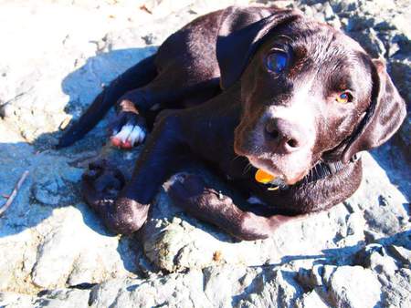 Bronson (the one eyed wonder)