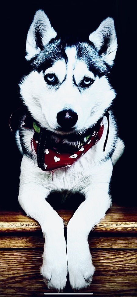 Arya