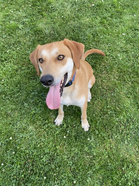 Finn