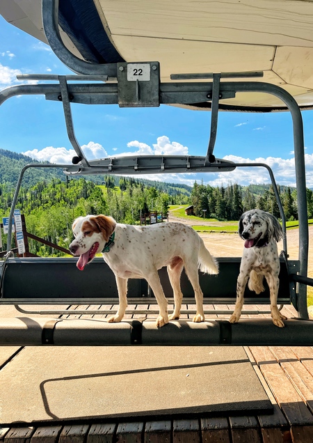 SWESR Hank and sister Penny