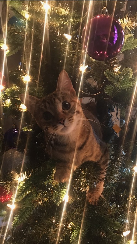 Stella Marie
