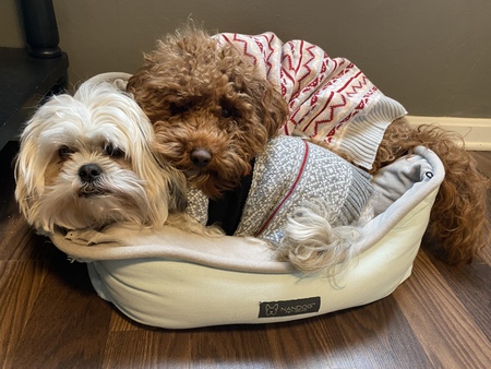 Vinny & Harper