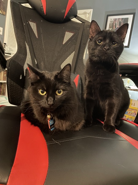 Jasper and Bronco