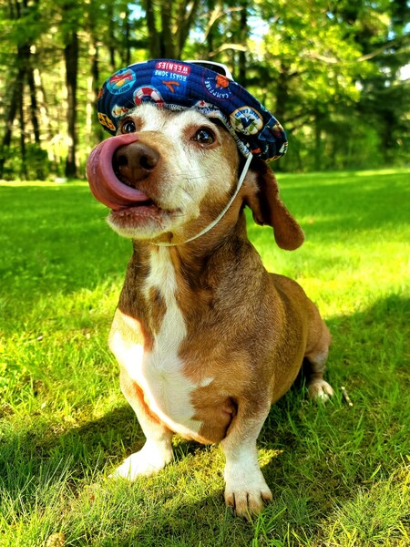 Brutus 