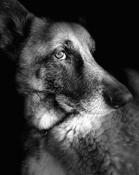 Duke