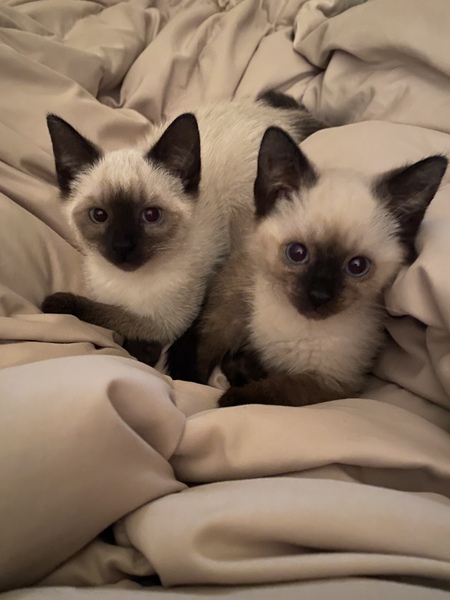 Luna and Freya