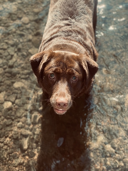 Dixie