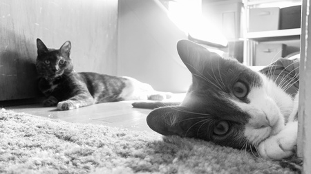Phoebe and Noodle
