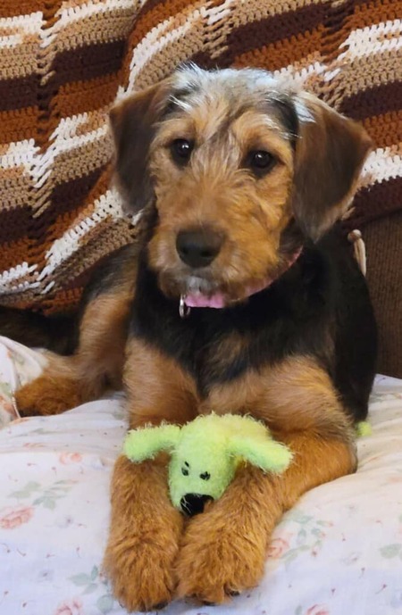 Poppet (British term of affection)