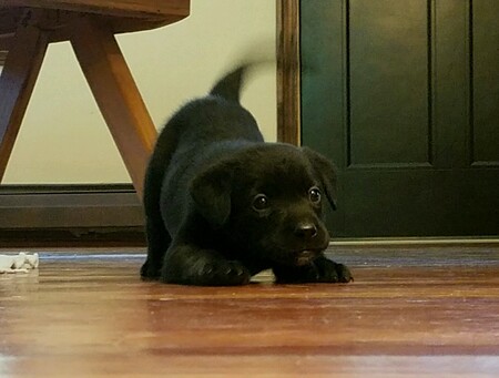 Nyx