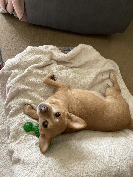 Dori