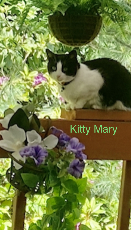 Kitty Mary