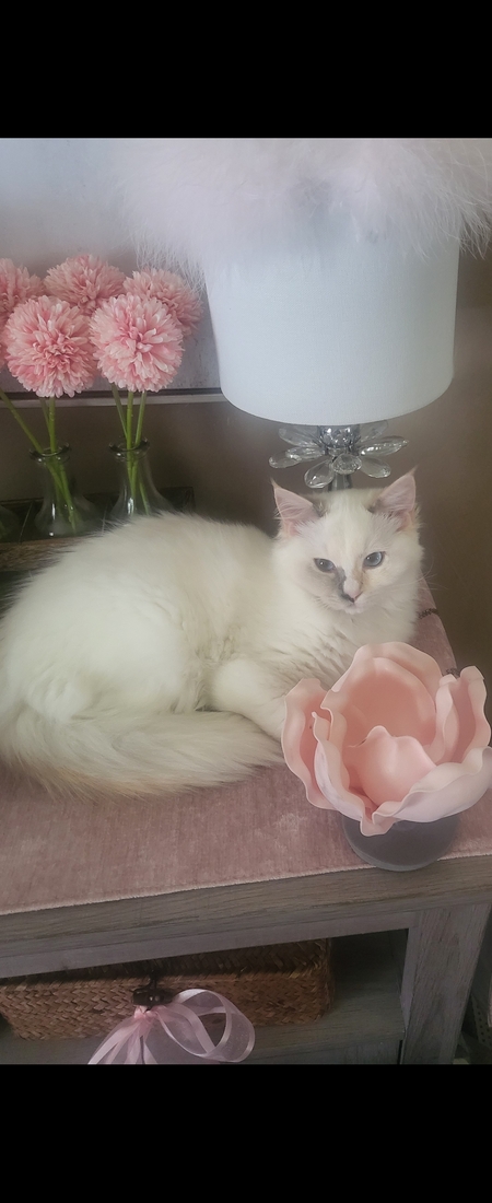 Lily