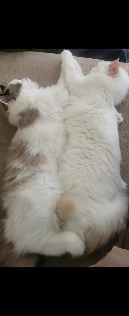 MOCHA & LILY