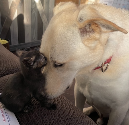 Rugar and Loki 