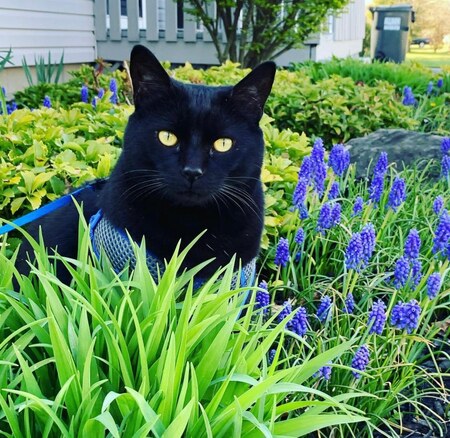 Licorice