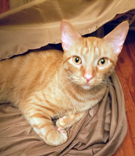 BABY CAT