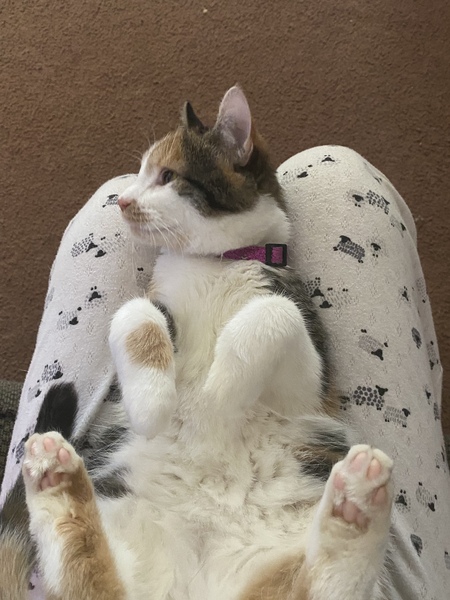 Calypso 