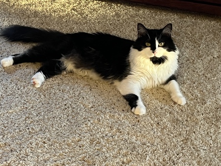 Oreo 