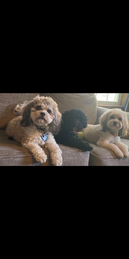 Daisy, Coco, Paisley