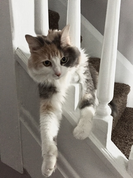 Penny Lane