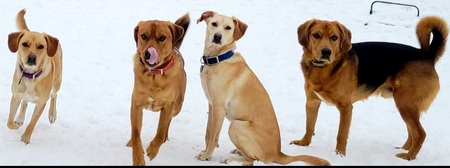 Lyanna, Tormund, Gilly, and Jasper