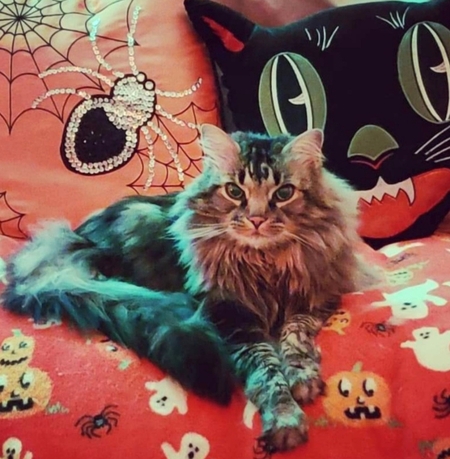 Herman