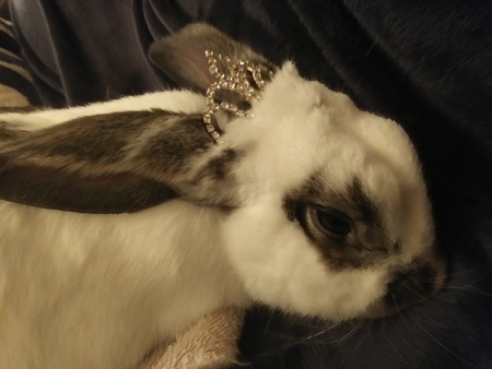 BunBun
