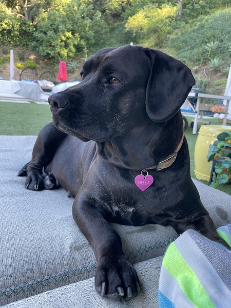 NELLA Bean