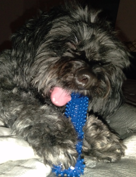 Buddy