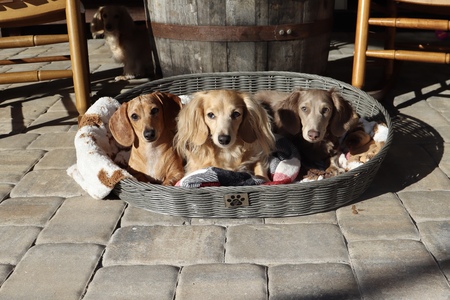 Ozzy, Daisha, Sasha, Lady