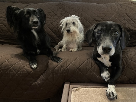 Lucy, Buster & Norman 