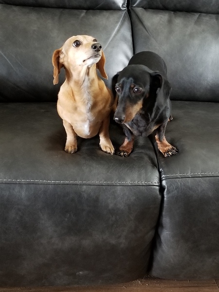 Daisy and Boston