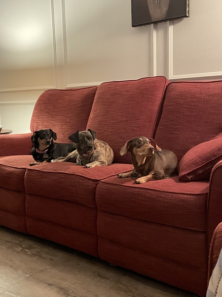 Layla, Bella, Lion