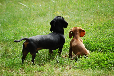 Max and Hunter