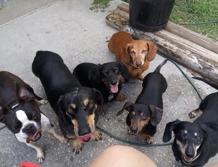 Becca, STEWIE, Gator, Kyle, ginger and sqwa