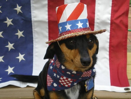 Cookie the All American Weiner