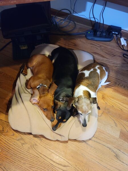 Toffel, Gabi, and Sina