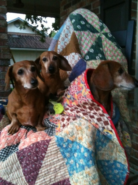 Pete, Lilly and Buddy