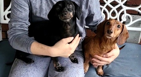 Hondo and Zorro