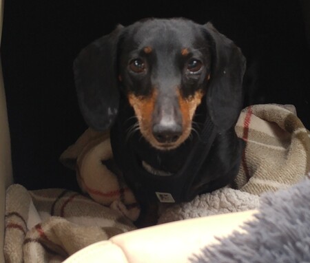Pepper