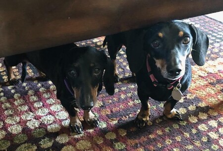 Pepper and Nessie