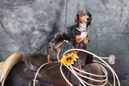 Roxie