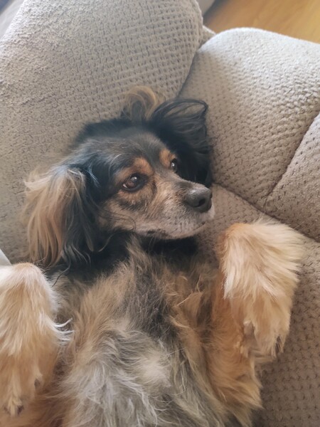 ROXIE