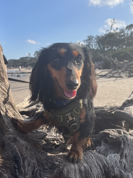 Toby