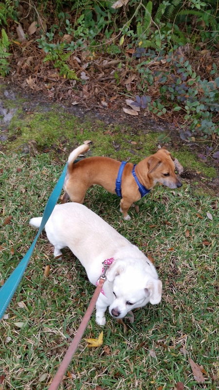 Cassy & Hatchi